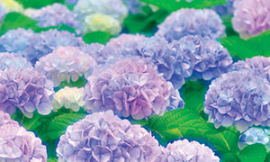 photo of about japan Climate