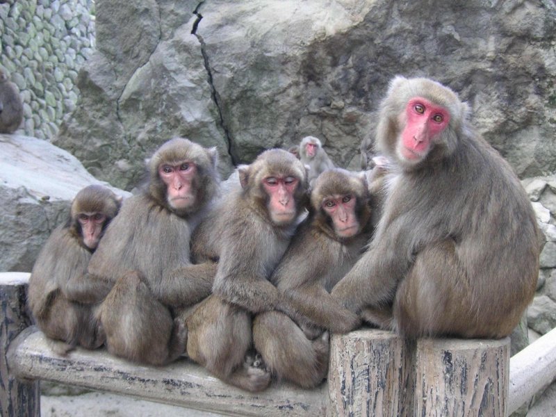 photo of Takasakiyama Monkey Park