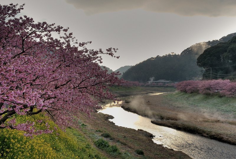 Kawazu Cherry Blossom Festival