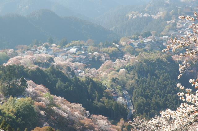 Mt Yoshino Cherry Blossom Viewing