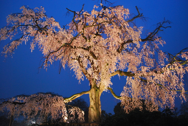 Maruyama Park