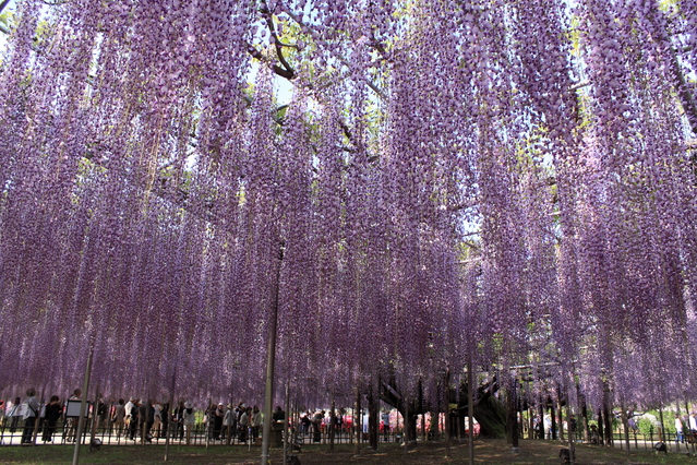 photo of Ashikaga Flower Park