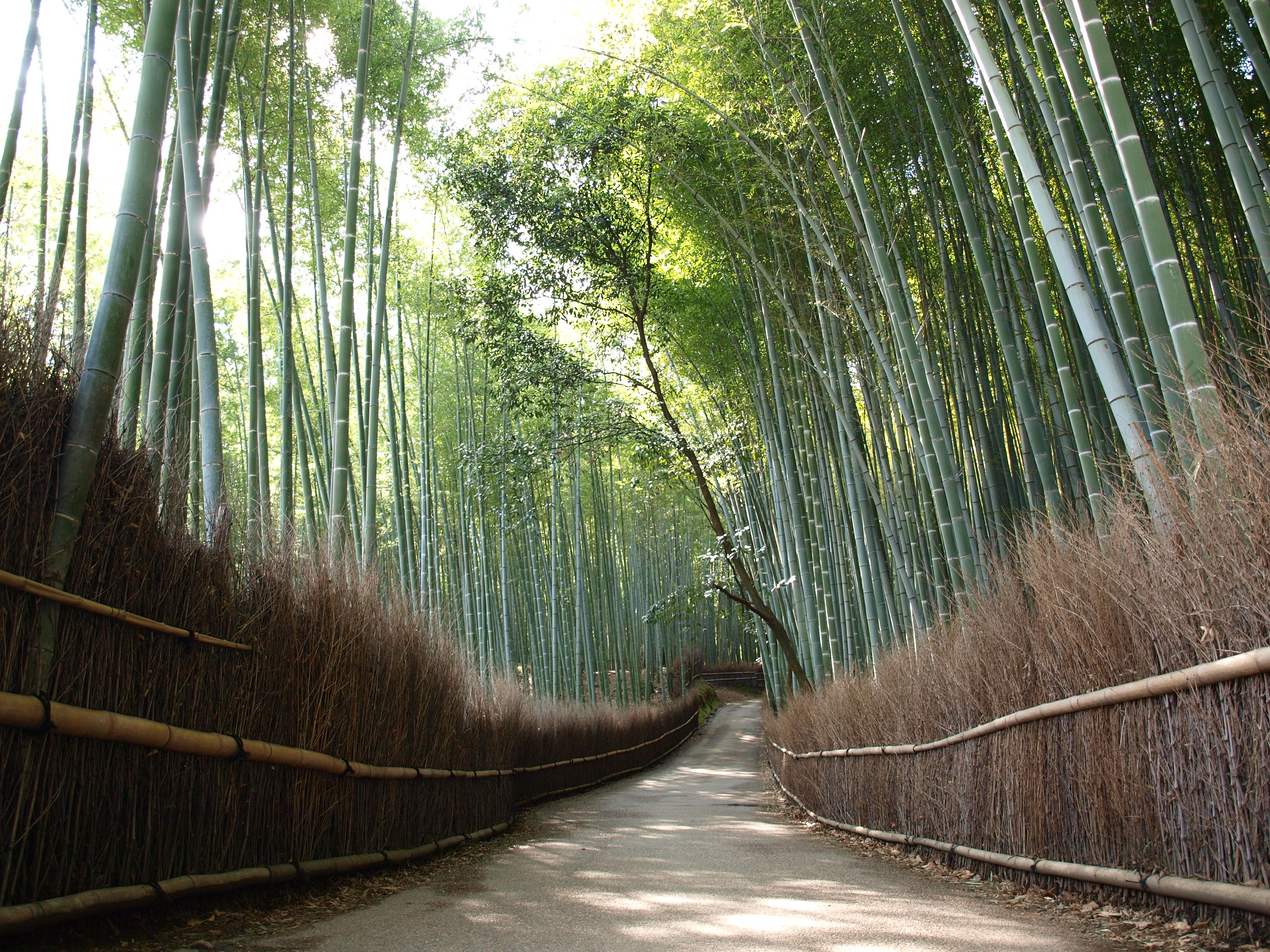 Bamboo Forest
