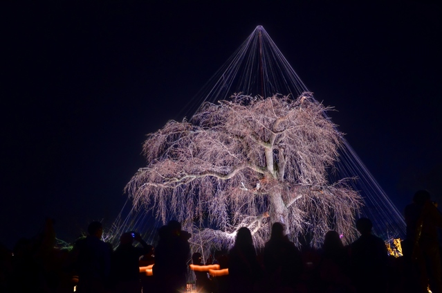 Cherry Blossom Light-Up at Maruyama Park