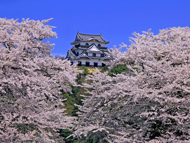 Hikone Castle