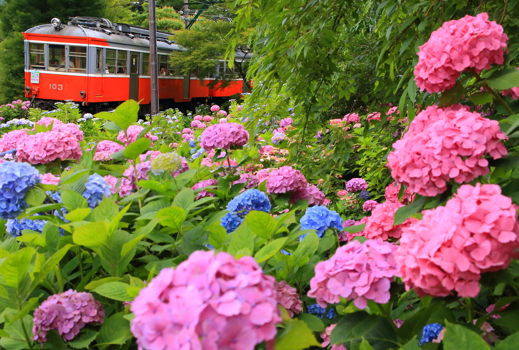 photo of Hydrangea (Ajisai) in Hakone