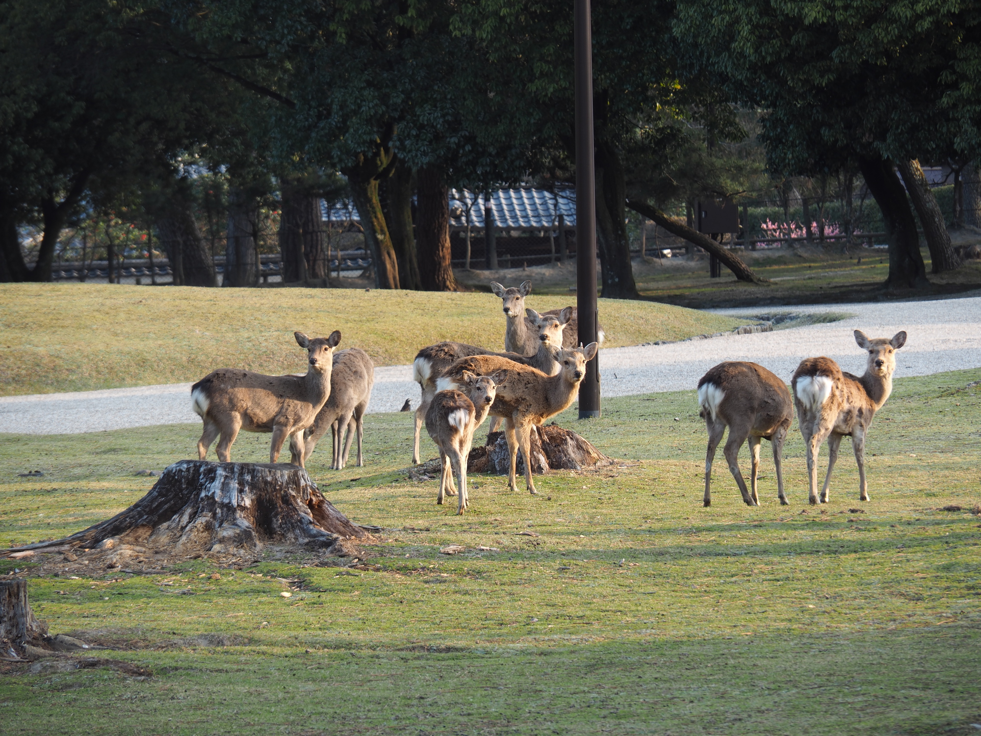 Nara Deer Park