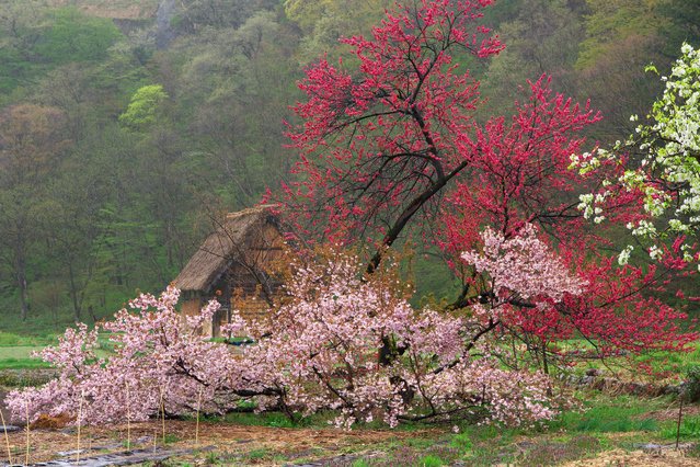 Japan Cruise Tours
