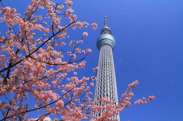 Japan Cruise Tours