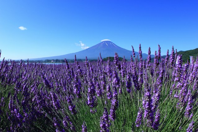 Japan Cruise Tours
