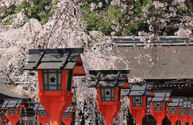 Japan Cruise Tours