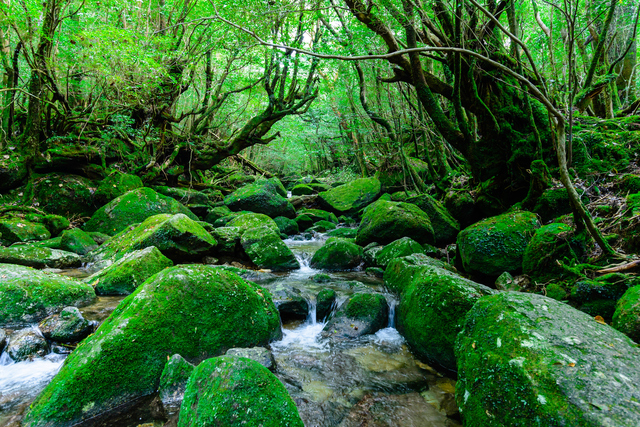 Japan Cruise Tours