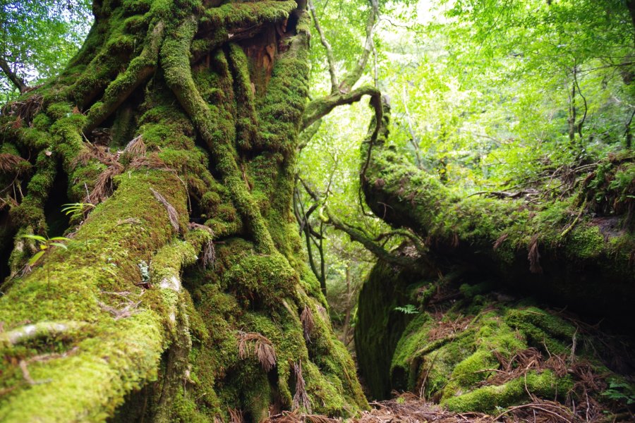 top photo destination in japan Kyushu