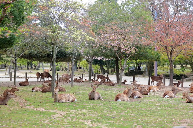 top photo destination in japan Kansai