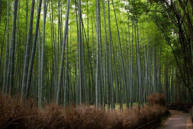 Arashiyama