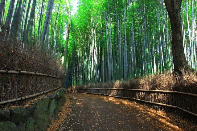 Arashiyama Bamboo Forest