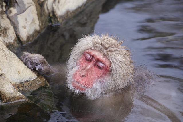 Jigokudani Snow Monkey Park