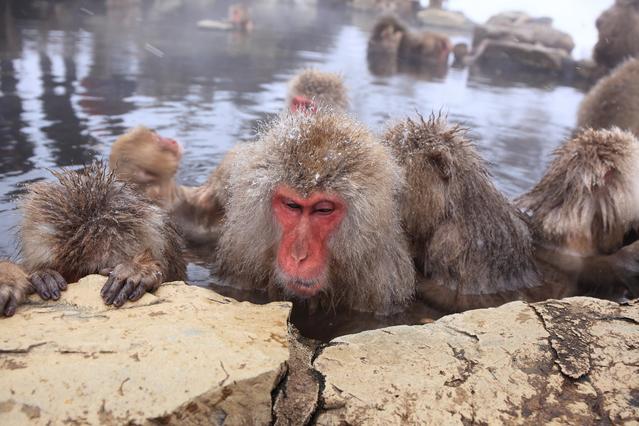 Snow Monkeys