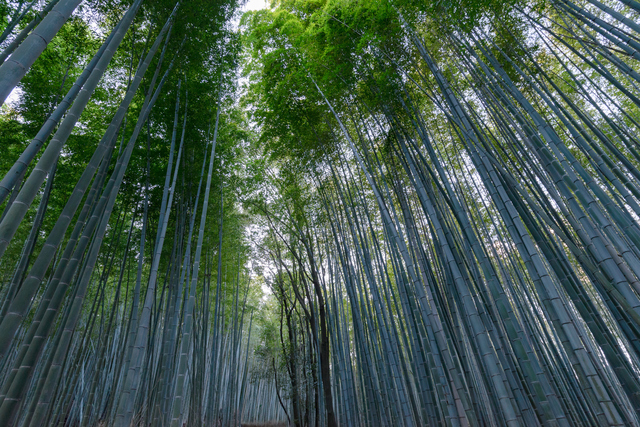 Bamboo Forest