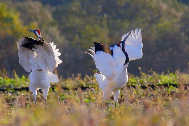 Akan International Crane Center