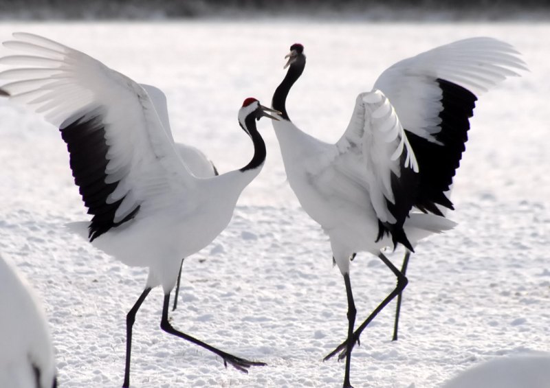 Akan International Crane Center