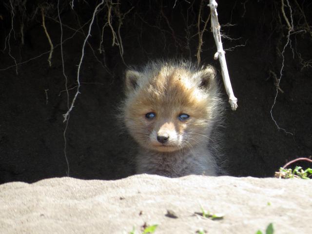 Kitakitsune Farm