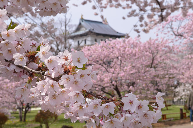 Matsumae Park