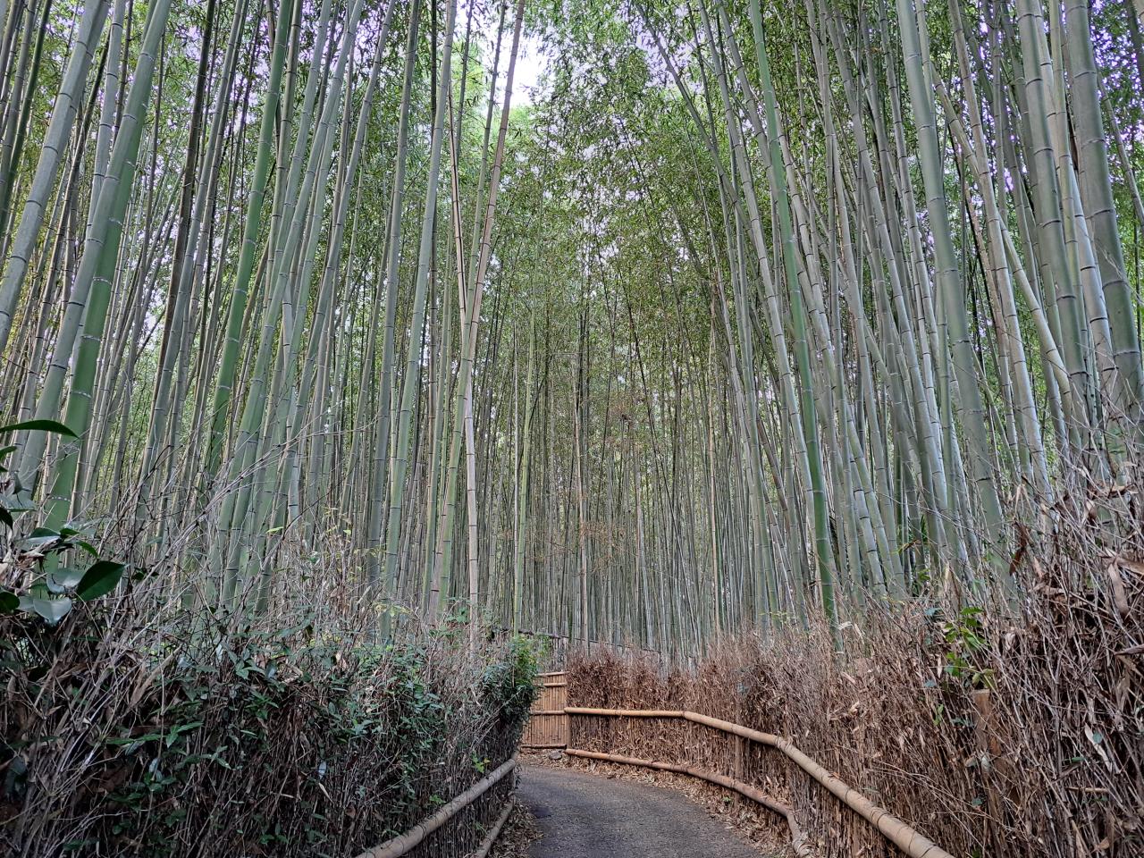 Arashiyama