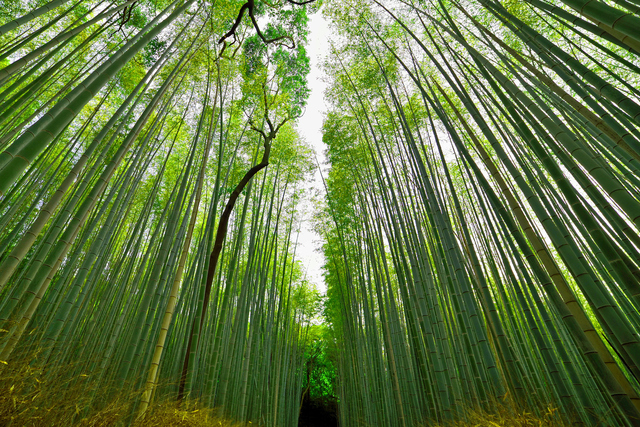 Bamboo Grove