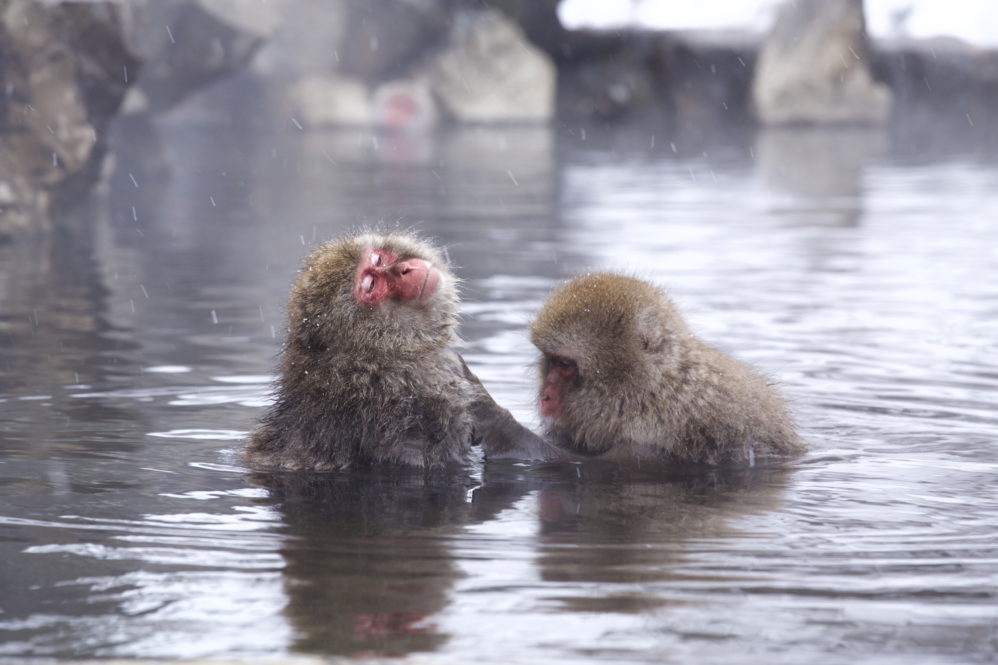 Snow Monkeys