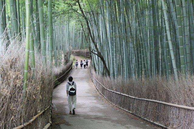Bamboo Forest