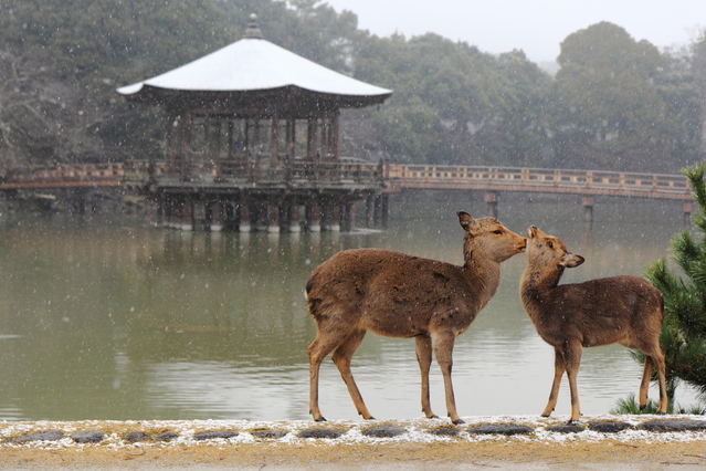 Deer Park