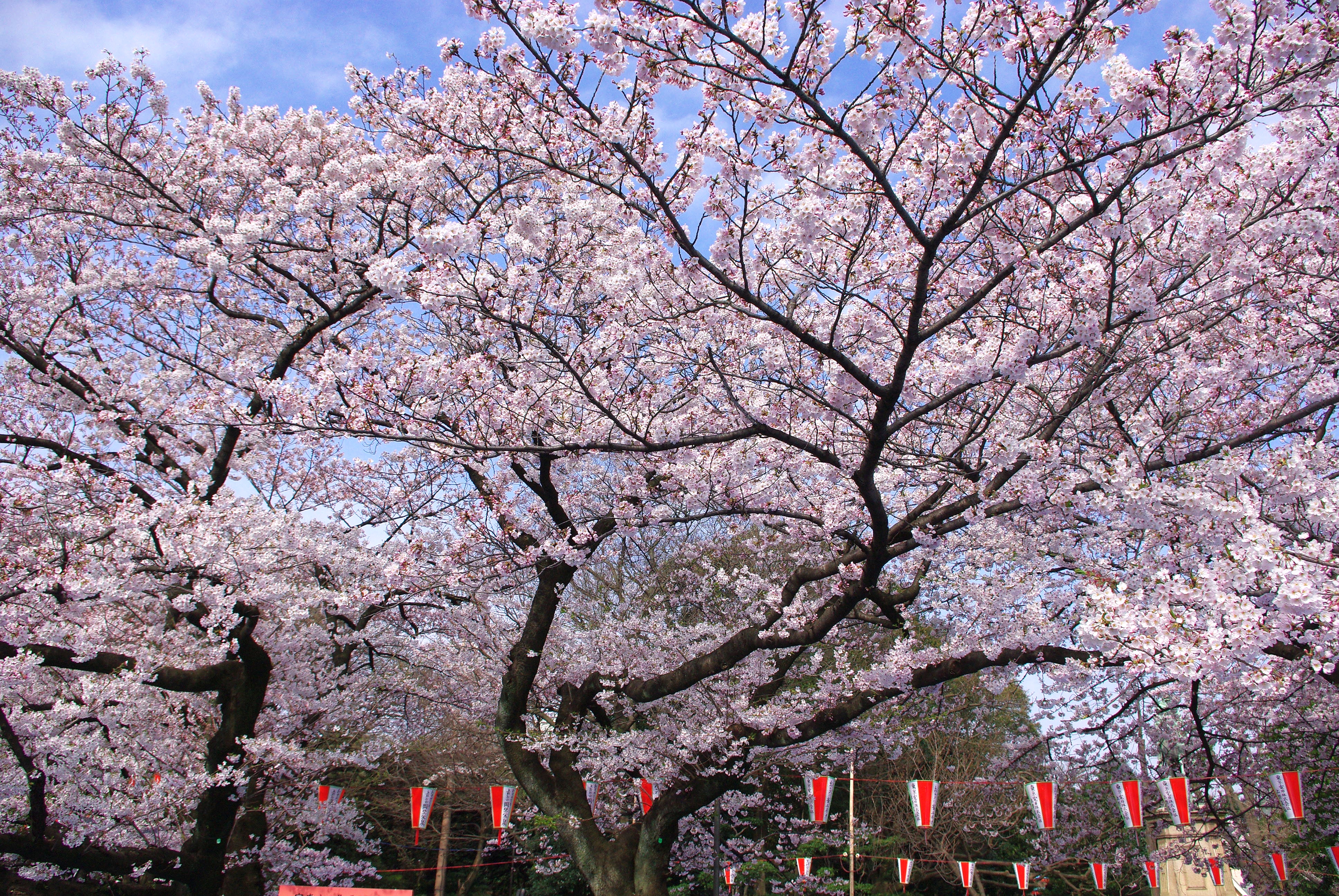 Ueno Park