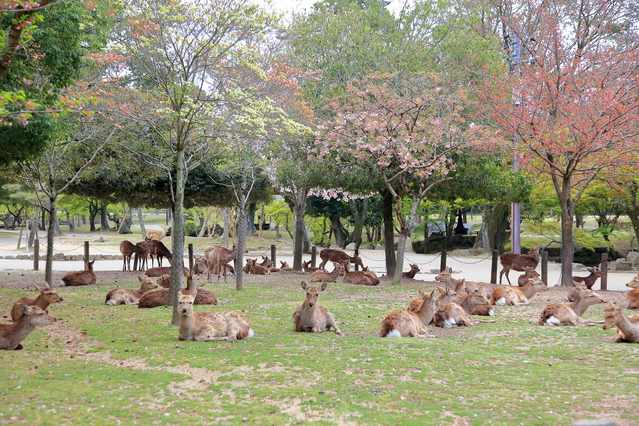 Deer Park