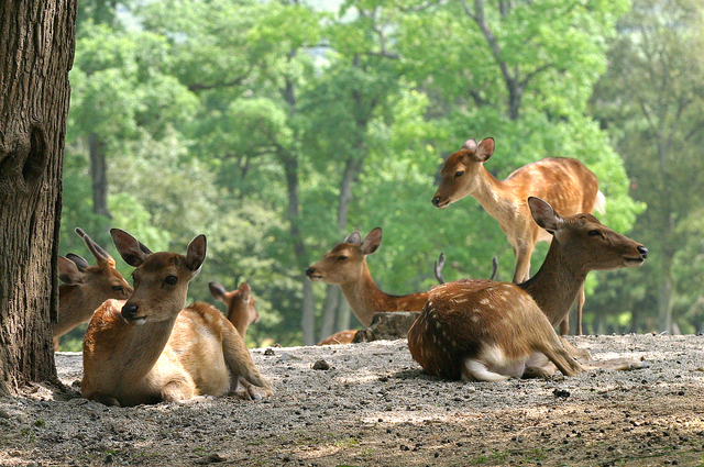 Deer Park