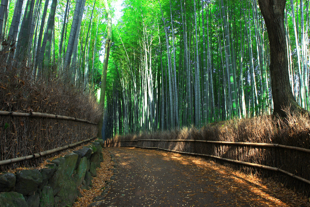 Arashiyama