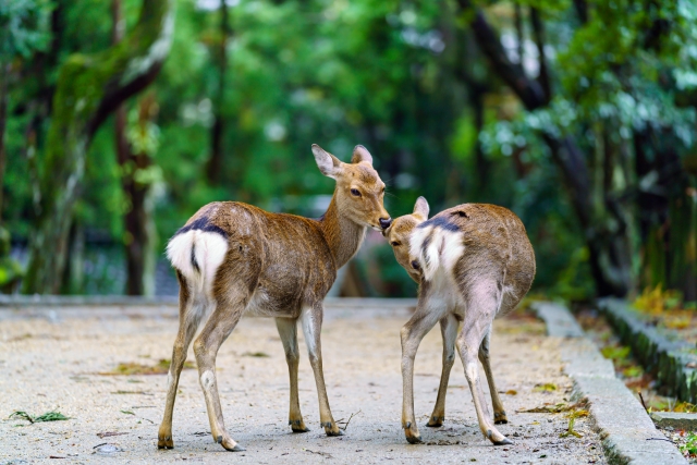Nara Deer Park