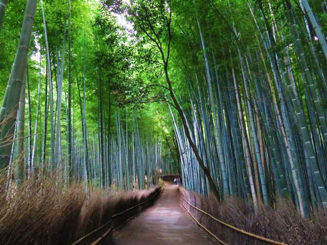Bamboo Forest