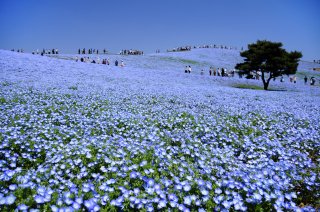 Charms of Northern Japan: Cherry Blossoms & 
Baby 
Blue Eyes Flowers