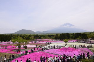 Beyond Tokyo: Baby Blue Eyes, Wisteria & Fuji 
Shibazakura Festival