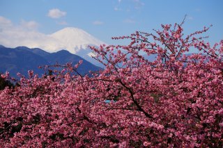 The Golden Triangle of Japan: Kawazu 
Cherry Blossom Festival & Snow Monkeys