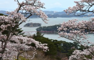 Charms of Northern Japan (Reverse): Cherry 
Blossom Tour