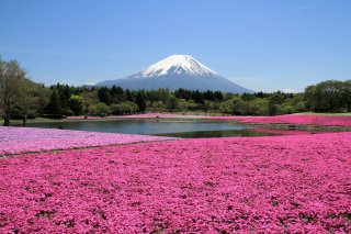 Signature: Classic Japan Tour - Wisteria & Fuji 
Shibazakura Festival