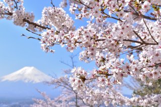 Japan Cherry Blossom Private Tour