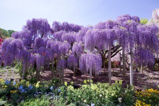 Signature: Essence of Japan - Wisteria & Fuji 
Shibazakura 
Festival