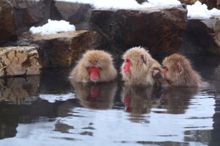 The Golden Triangle of Japan Private Tour with Snow 
Monkey