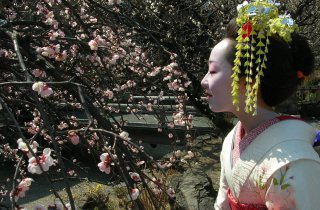 The Golden Route Japan: Cherry Blossom Tour