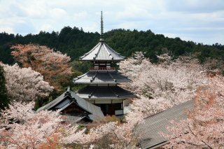 Best of Japan with Japanese Alps & Koyasan: 
Cherry 
Blossom Tour
