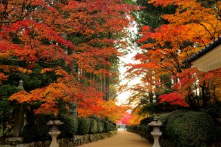 Spirit of Japan Tour: Autumn Leaves