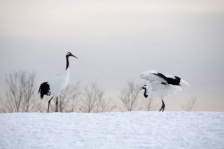 Charms of Hokkaido: Birding & Wildlife Winter 
Photography 
Tour